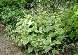 Image result for Sebaea brachyphylla