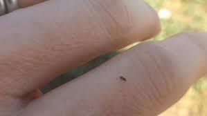 Those could be several different pests. Tiny Pirate Bugs Pestering Nebraska Khgi