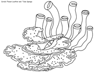 Learn about all of the wonderful creatures that live below us in the expansive world of the sea. Great Barrier Reef Coloring Pages