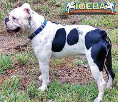 Looking for a great home. Valley Bulldog