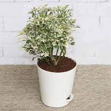 Aralia variegated plant 3 pot mycreativity2 5 out of 5 stars (86) $ 16.99. Aralia Variegated White Mini Plant Plantkaro