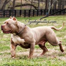 American Bully On Instagram Via Canine Nation Americanbully Americanbully Bullybreed Bullyz Badass Dogs Animals American Bully Bully Dog Scary Dogs