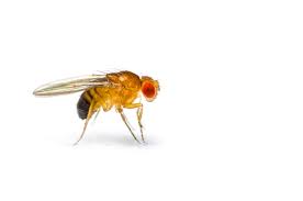 how to get rid of fruit flies [4 steps