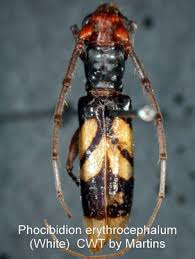 Image result for Erythrocephalum