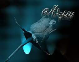 خلفيات اسلامية 2018 جديدة wallpaper hd startimes خلفيات متحركة للكمبيوتر hd islamic wallpapers صقور الإبدآع fish pet pets animals