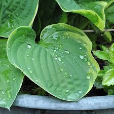 Moin Kommt Gut In Die Neue Woche Und Danke Fur Eure Lieben Worte Gestern Gartenliebe Funkien Hosta Fru Blumenkubel Beton Selbstgemacht Erdbeerpflanzen