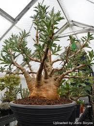 Image result for Pachypodium saundersii