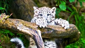 Geegland would be absolutely green with envy. The Zoo Season 5 Release Date Cast New Season 2021 Cancelled