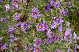 It's spring in southern new england! New England Aster Plant Growing And Caring For New England Aster Flowers