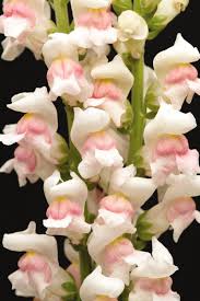We did not find results for: Maryland Appleblossom Snapdragon Non Organic Banner Greenhouses