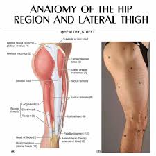 The knee joins the upper leg and the lower leg. Healthy Street Anatomy Of The Hip Region And Lateral Thigh Facebook