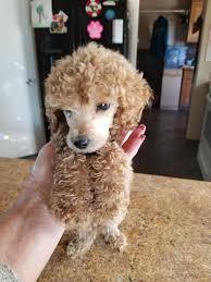 Thanks go to taffee and bill mcfadden and team for exquisite presentation of this platinum silver standard poodle and to kim and rick bates for the puppy's great sire micah mbis mbiss gchb penndragon masaniello. 9 Week Old Standard Poodle Puppies Silver Ace Poodles Facebook