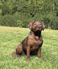 Chocolate Labrador Retriever Statue 21 25 H Natures Gallery All Products Bc83392 Labrador Retriever Chocolate Labrador Retriever Dog Statue