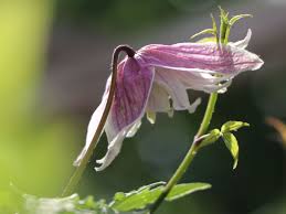 This delightful clematis makes a lovely specimen that copes well with a north facing position and requires little maintenance. Clematis Rosy O Grady Clematis Macropetala Rosy O Grady Baumschule Horstmann