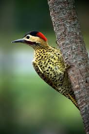 Small Bird With Red Neck And Chest Pin On Bird Photography