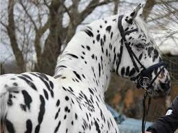 Black And Brown Spotted Horse Black White Spotted Horse Yahoo Image Search Results