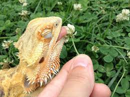 Pin By Lucy Cat On Animalitos Beios Lizard Broken Lizard Reptiles