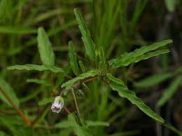 Image result for Monsonia angustifolia