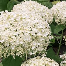 It grows at a fast rate, and under ideal conditions can be expected to live for approximately 20 years. 6 Shrubs That Look Great In June Wallitsch Garden Center