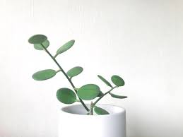 A silver dollar vine plant is a famous indoor plant, and it has the best characteristics. Silver Dollar Vine Xerosicyos Danguyi Furniture Home Living Gardening Plants Seeds On Carousell