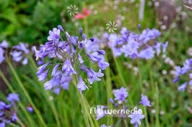 Image result for Agapanthus campanulatus