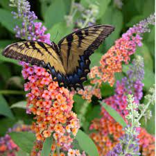We did not find results for: Cottage Farms Direct Perennials Bi Color Butterfly Bush 2pc