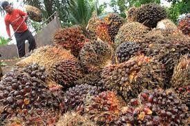 Harga sawit riau naik lagi, pekan ini dijual rp2.426,19 per kg. 2c2le90un5u5om