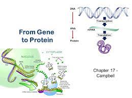 What is muscle protein synthesis? From Gene To Protein Chapter 17 Campbell What Do Genes Code For Proteins All The Traits Of The Body How Does Dna Code For Cells Bodies How Are Ppt Download