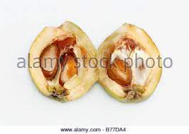 Obstpflanzen für den garten, die terrasse oder den balkon wer selbst obst anbauen möchte, braucht nicht immer viel platz. Japanische Mispel Japanische Pflaume Nespoli Loquat Eriobotrya Japonica Halbierte Fruchte Stockfotografie Alamy