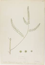 Image result for Phyllanthus mendoncae