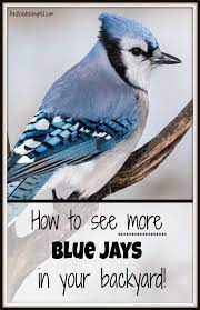 Attract Blue Jays With These 4 Simple Strategies 2020 Bird Watching Hq Blue Jay Bird Blue Jays Pet Birds