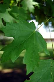 Image result for Aceraceae