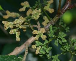 Image result for Myrianthus