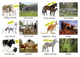 Food And Shelter Of Animals Worksheet Google Search Animals Animal Learning Animal Worksheets