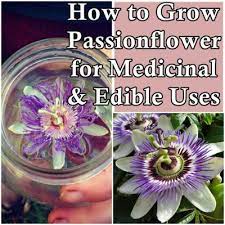 How To Grow Passionflower For Medicinal And Edible Uses The Homestead Survival Passion Flower Medicinal Plants Medicinal Herbs