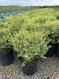 Image result for Buxus