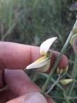 Image result for Crotalaria ochroleuca