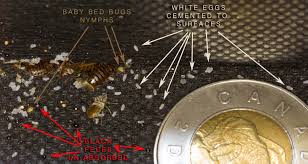 Image result for bed bugs eggs