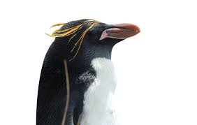 The macaroni penguin is a large crested penguin that stands about 71 centimeters tall and weighs between 5 to 6 kg. Macaroni Falklands Conservation