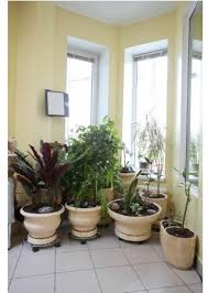 House Plant Lighting Guide Indoor Plants Light Requirements