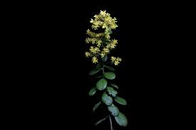 Image result for Sedum glomerifolium