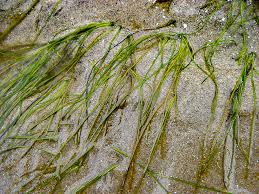 Image result for Zosteraceae