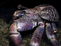 キュリオス沖縄