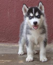 There are animal shelters and rescues that focus specifically on finding great homes for husky puppies. Siberian Husky Puppies Price In India My Dog Photos