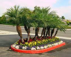We did not find results for: Palm Tree Floral Landscaping Landscaping Around Trees Palm Trees Landscaping Landscaping With Rocks