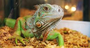 Maybe you would like to learn more about one of these? How To Clean And Disinfect Reptile Cages Petcoach