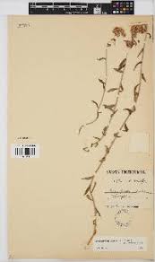 Image result for Helichrysum ellipticifolium