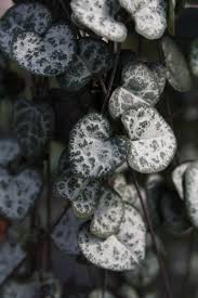 Image result for Ceropegia breviflora