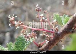 Image result for Obetia tenax