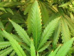 Image result for zinc burn in plants